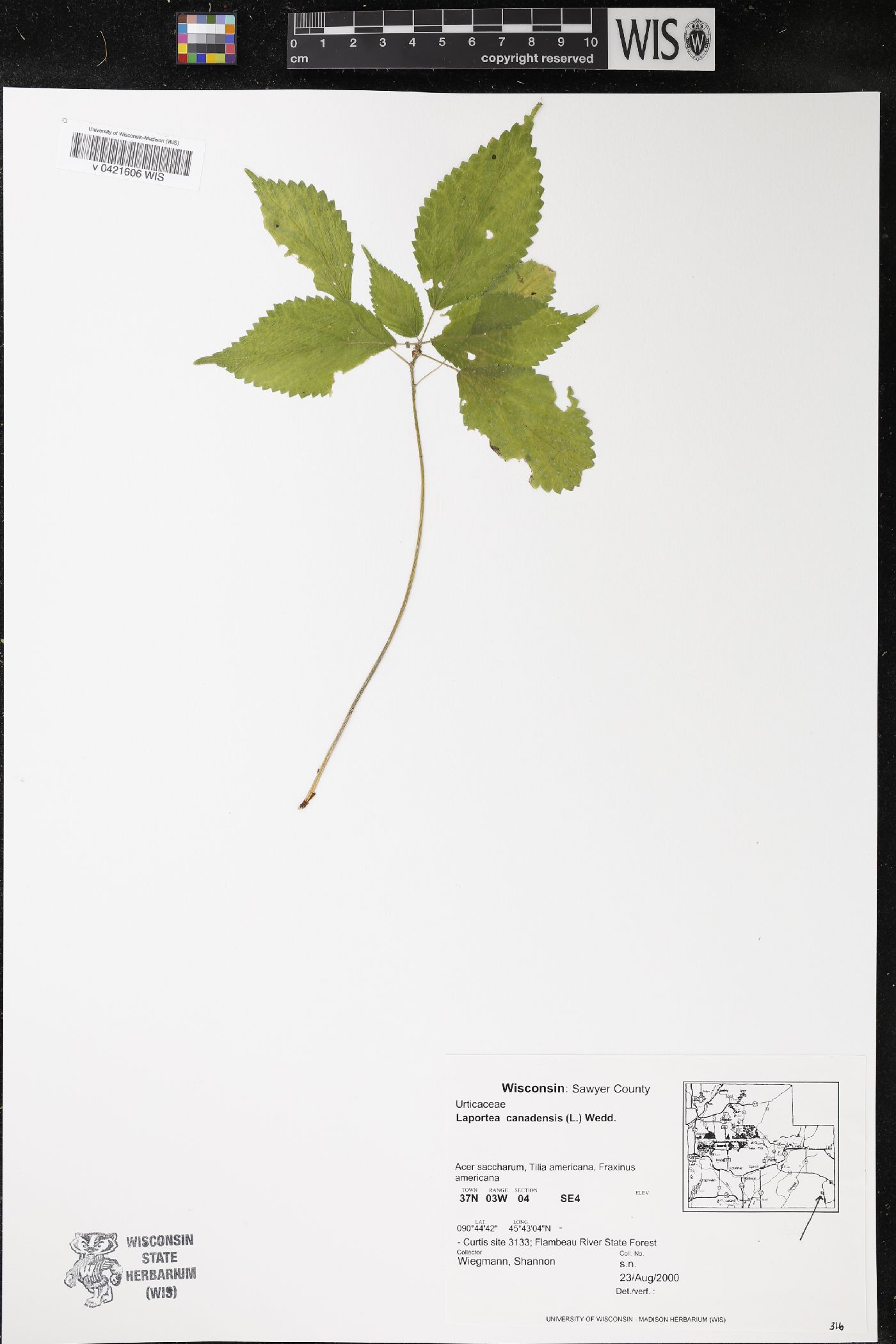 Laportea canadensis image