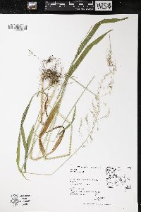 Milium effusum image