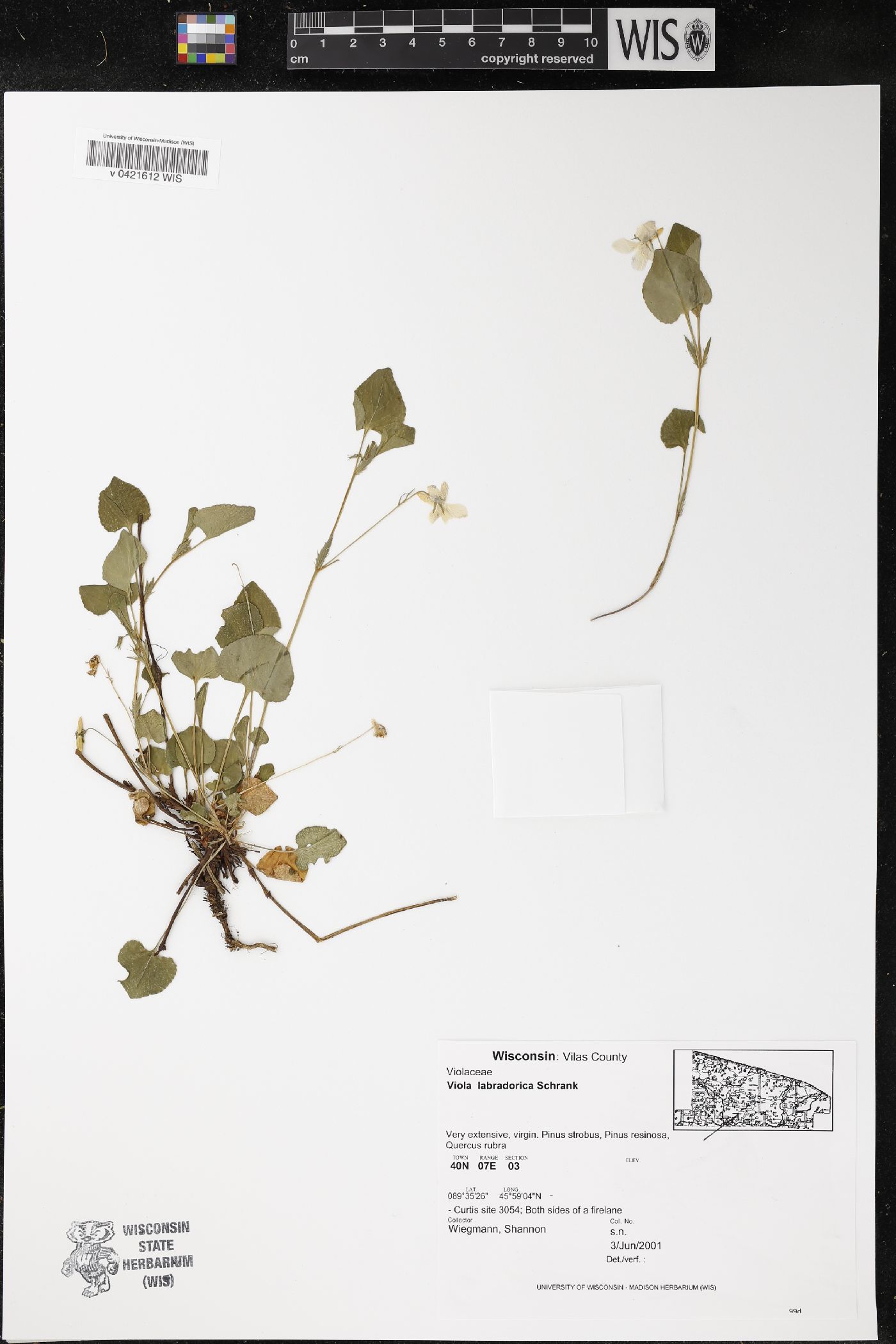 Viola labradorica image