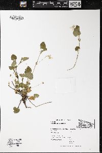 Viola labradorica image