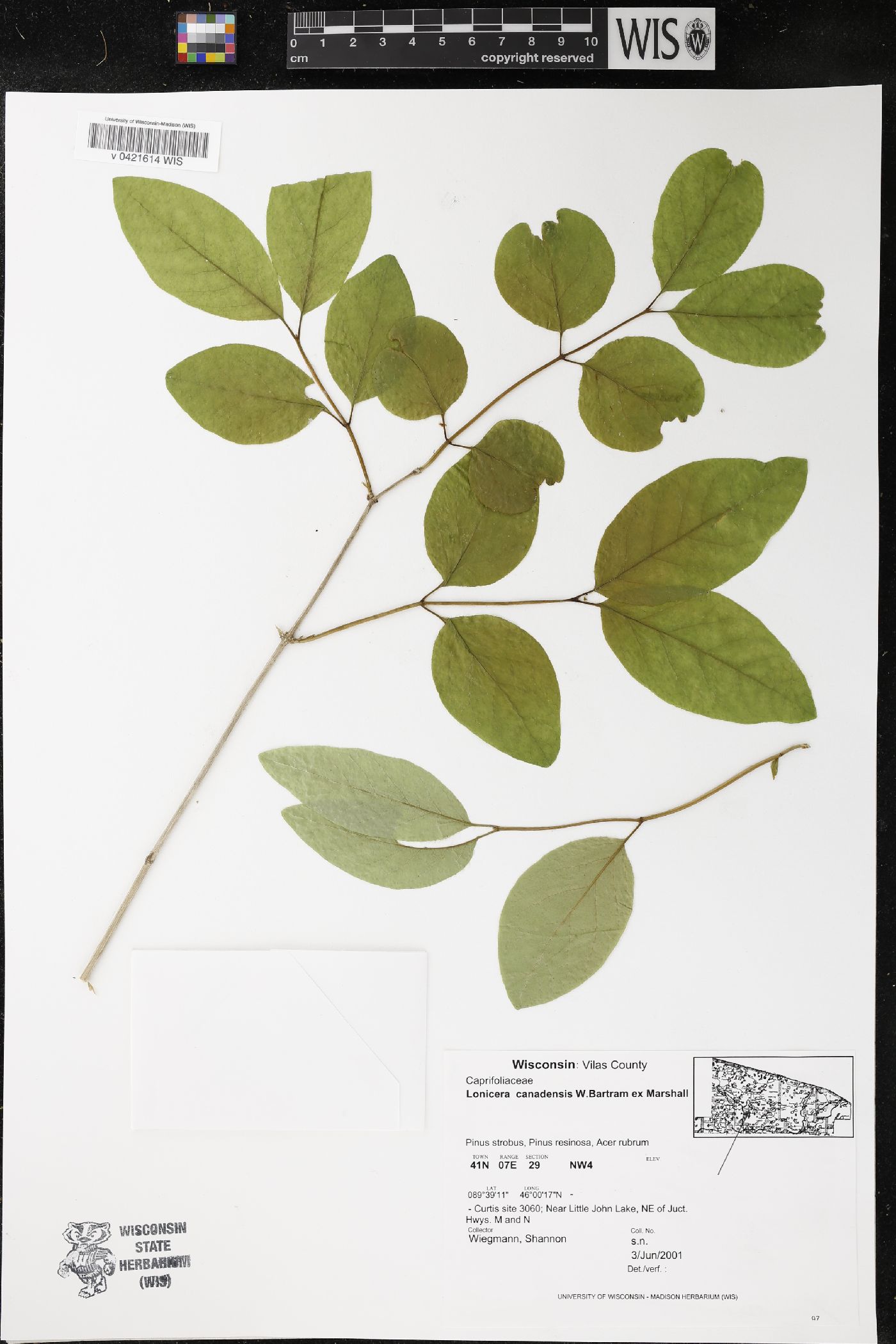 Lonicera canadensis image