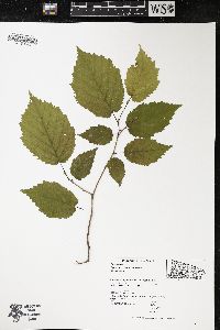 Corylus cornuta image