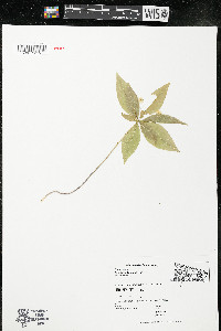 Trientalis borealis image