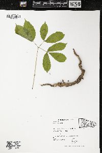 Aralia nudicaulis image