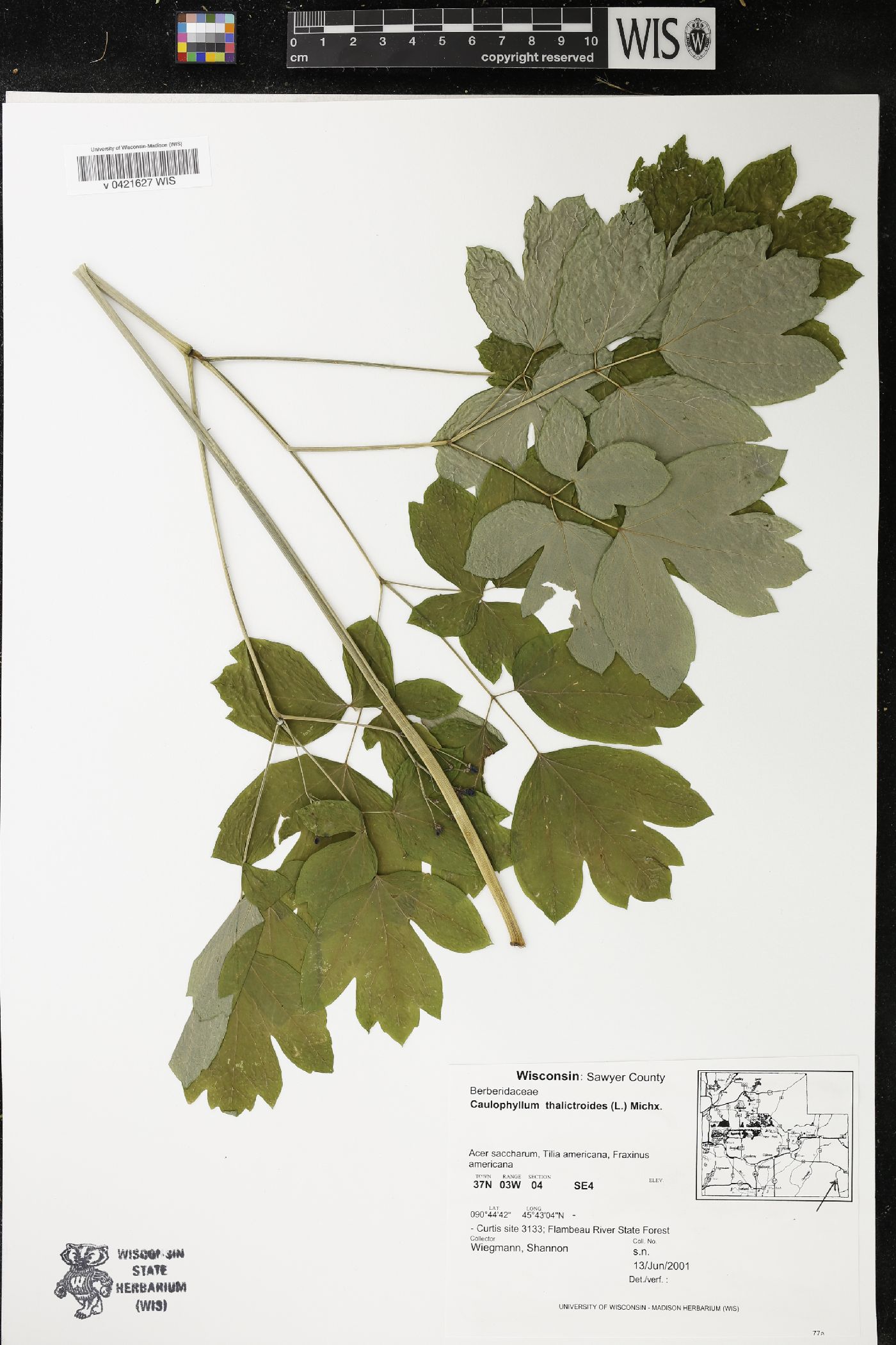 Caulophyllum thalictroides image