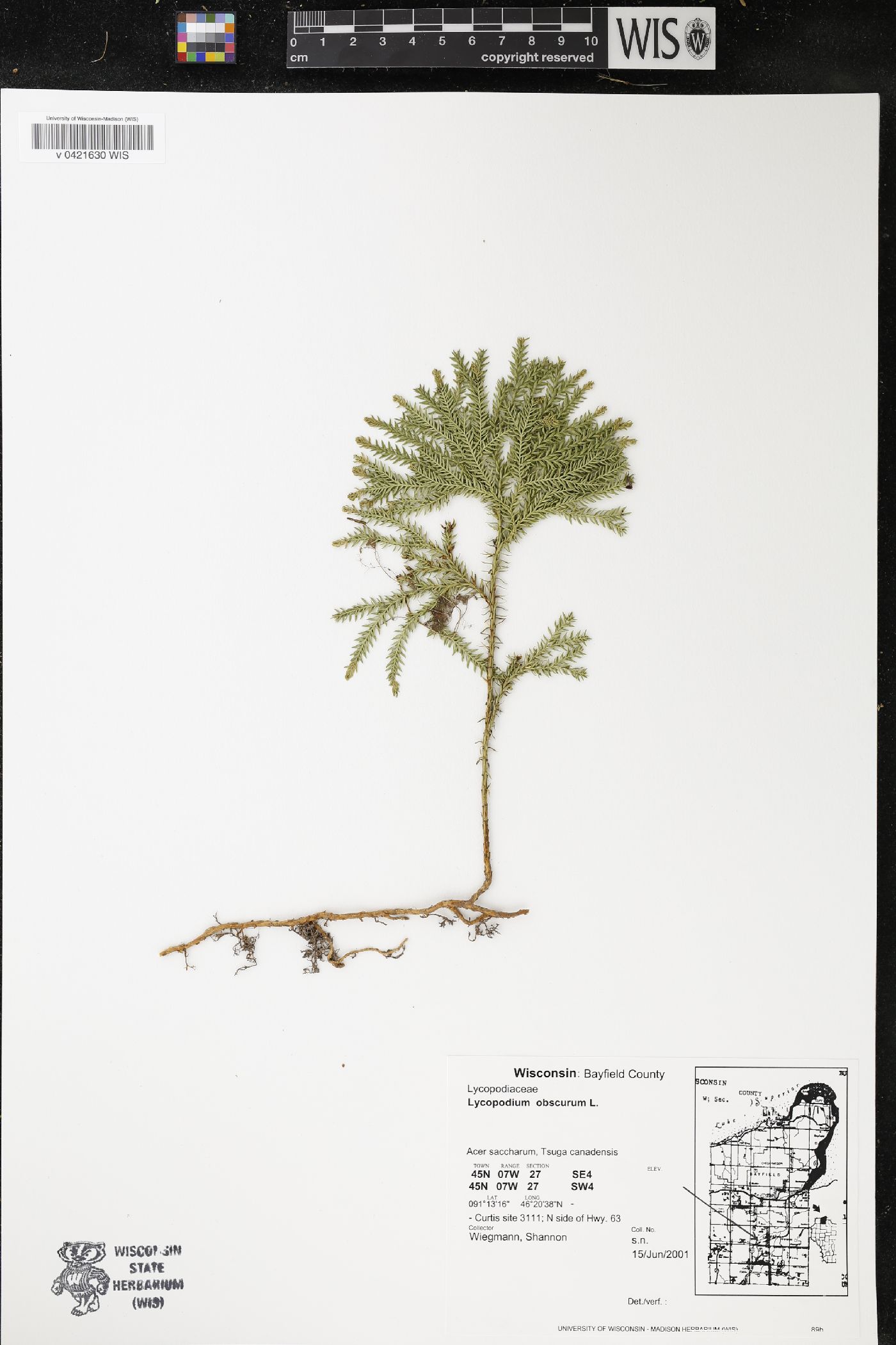 Dendrolycopodium obscurum image
