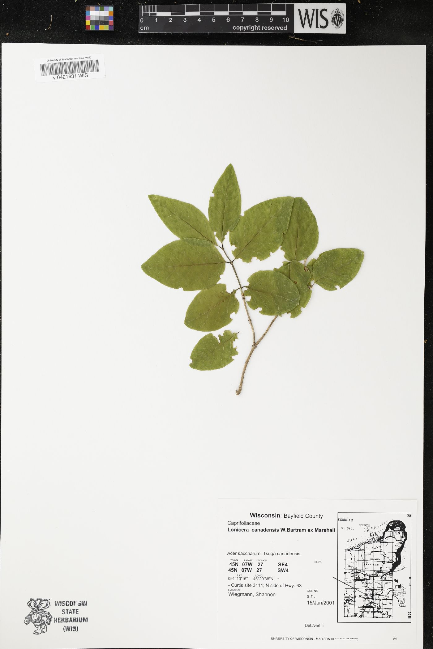 Lonicera canadensis image