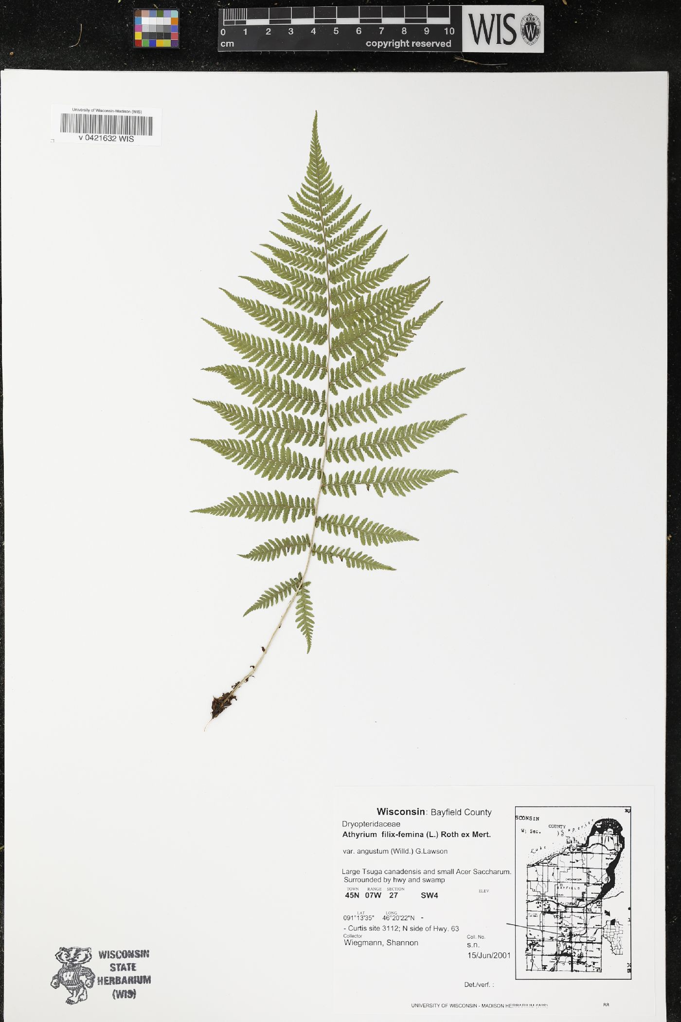 Athyrium filix-femina image