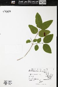 Lonicera canadensis image