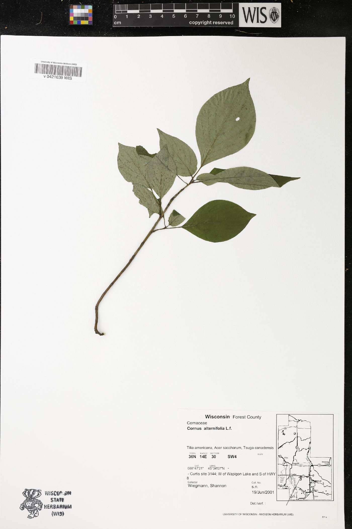 Cornus alternifolia image