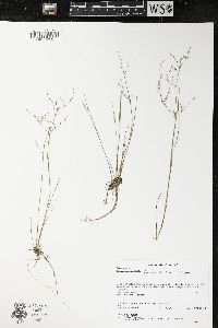 Juncus pelocarpus image