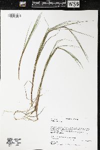 Carex limosa image