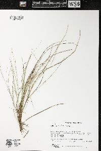 Carex echinata image