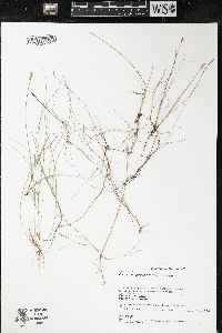 Carex gynocrates image