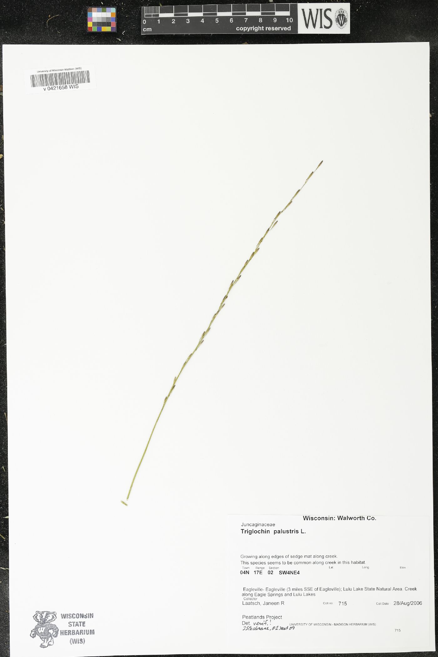 Triglochin palustris image