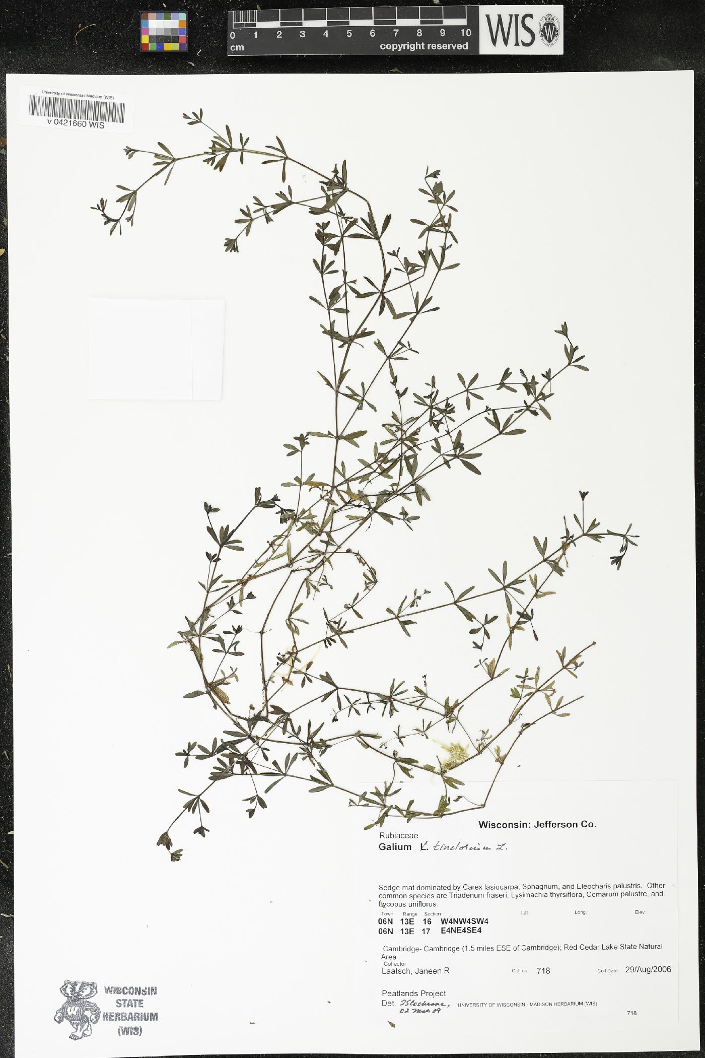 Galium tinctorium image