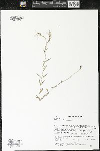 Epilobium leptophyllum image