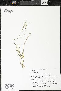 Epilobium palustre image