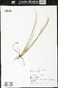 Eleocharis robbinsii image