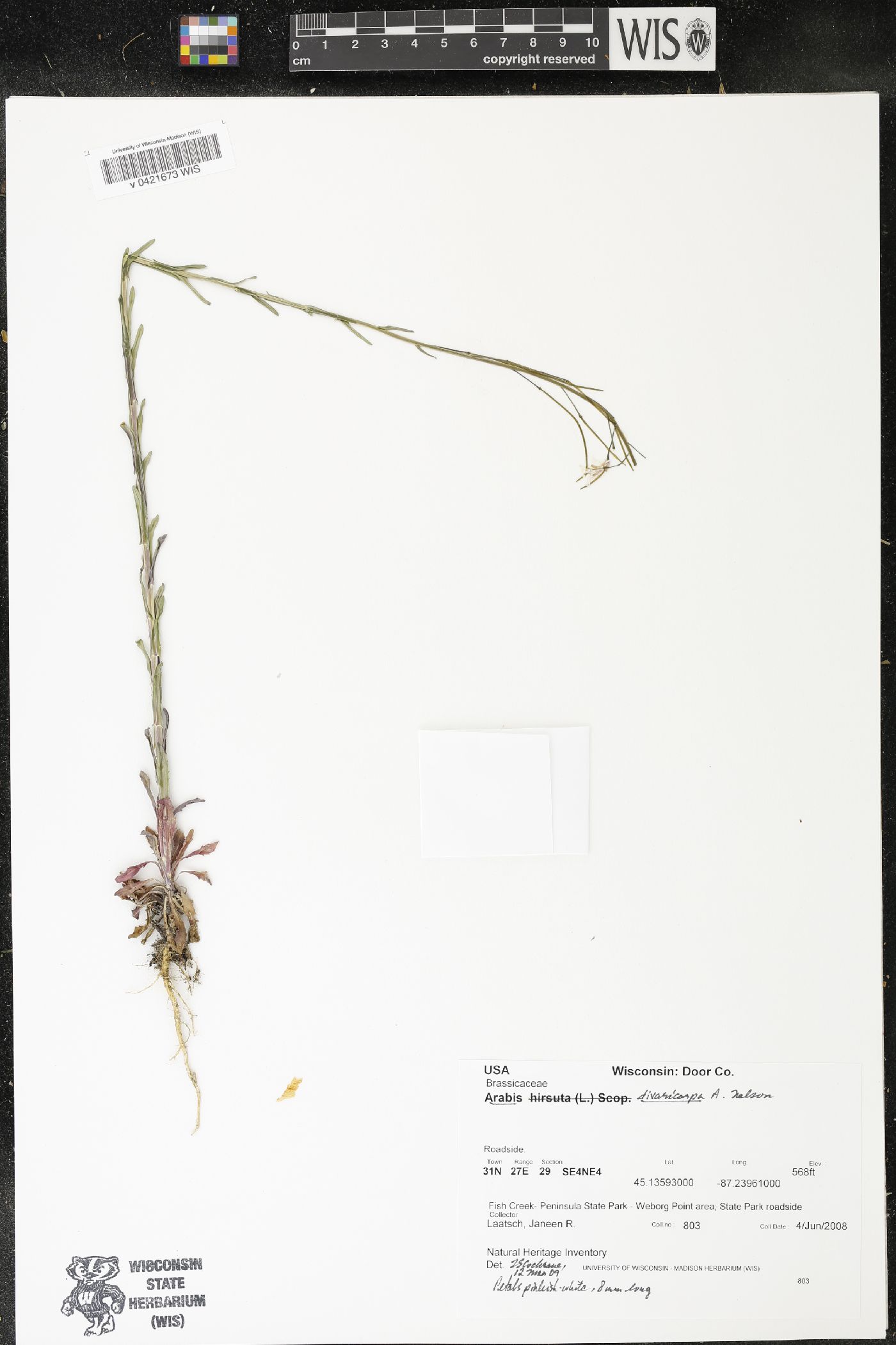 Arabis divaricarpa image