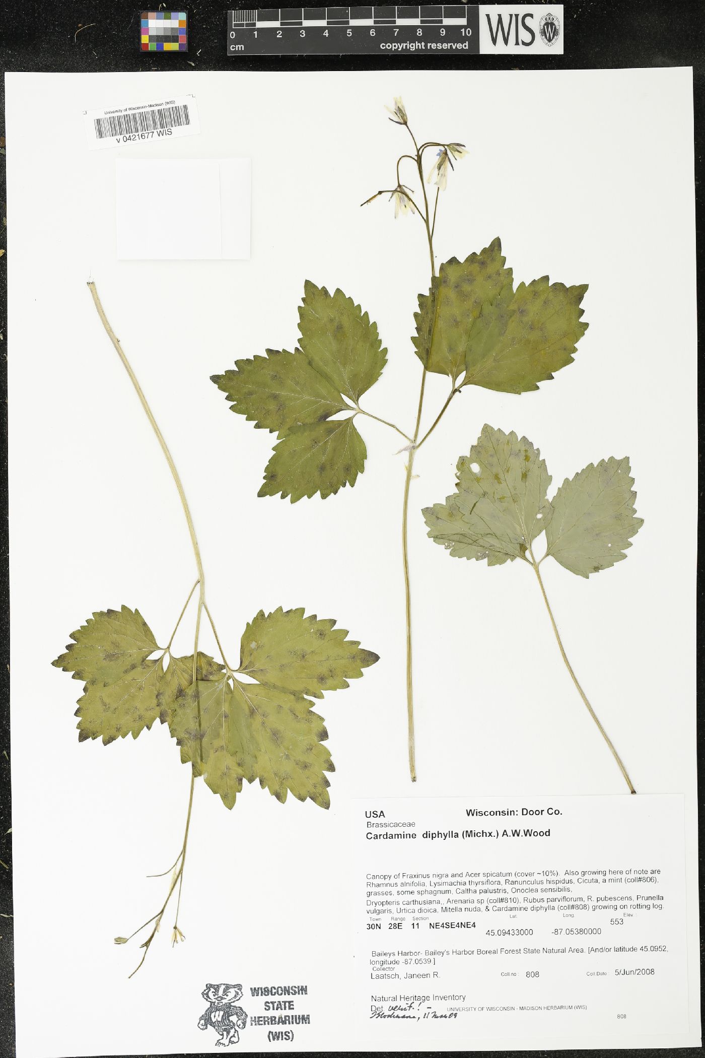 Cardamine diphylla image
