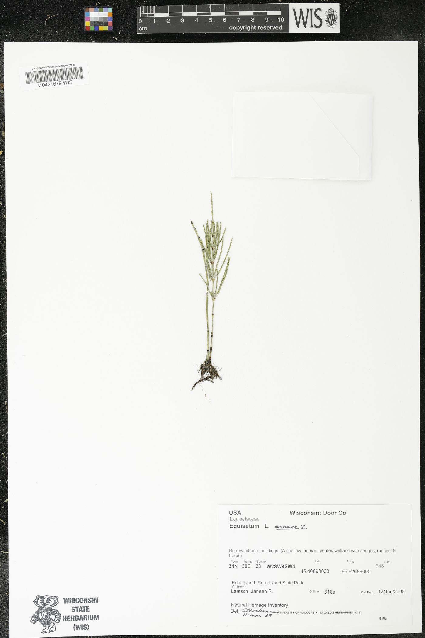 Equisetum arvense image