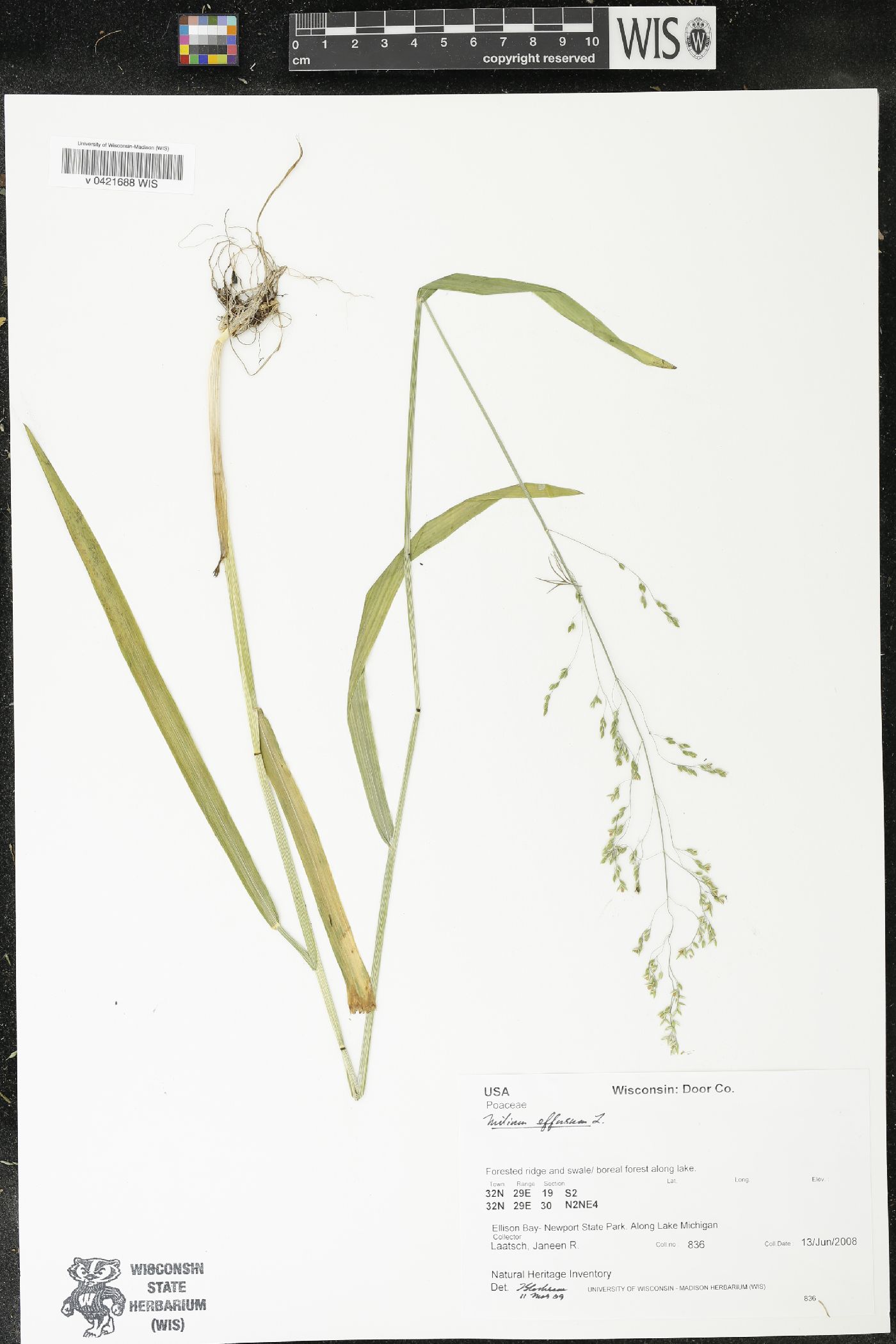Milium effusum image