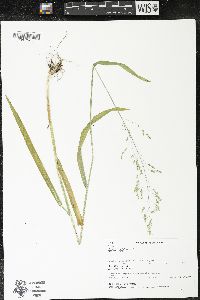 Milium effusum image