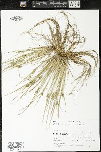 Carex viridula image