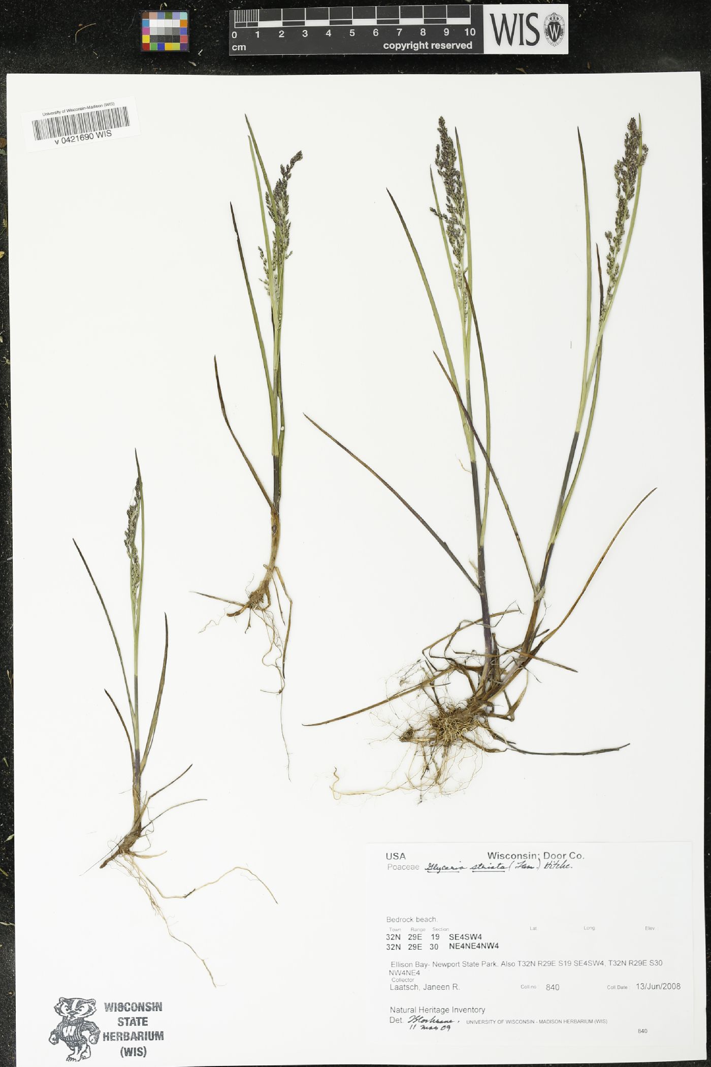 Glyceria striata image