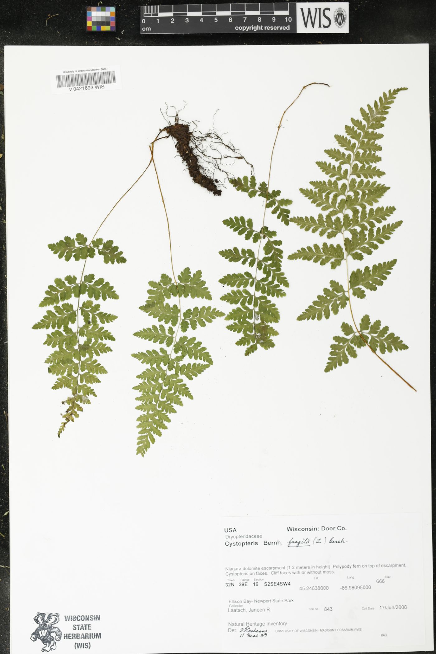Cystopteris fragilis image