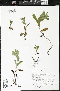 Myosotis scorpioides image