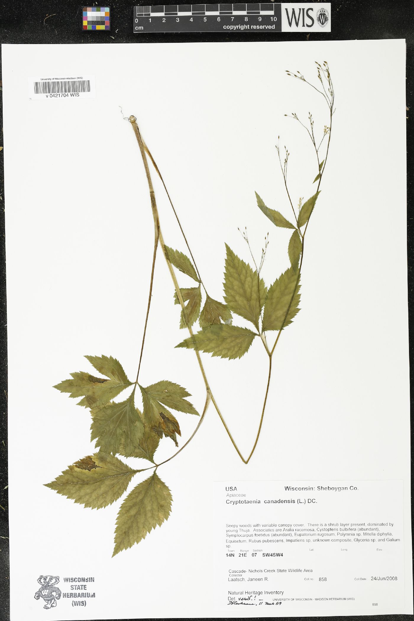Cryptotaenia canadensis image