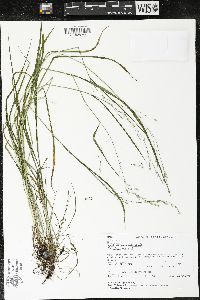 Festuca subverticillata image