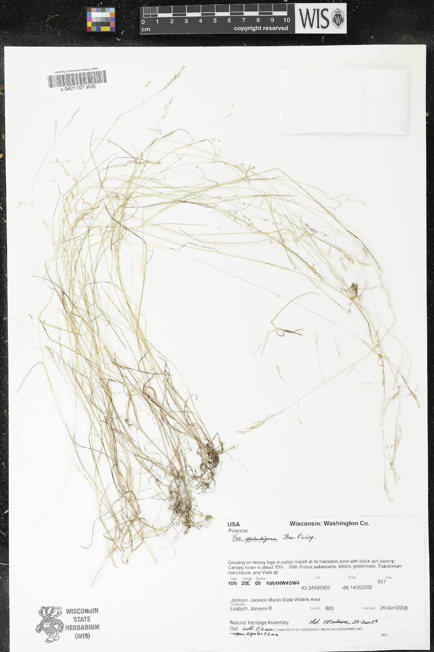 Poa paludigena image