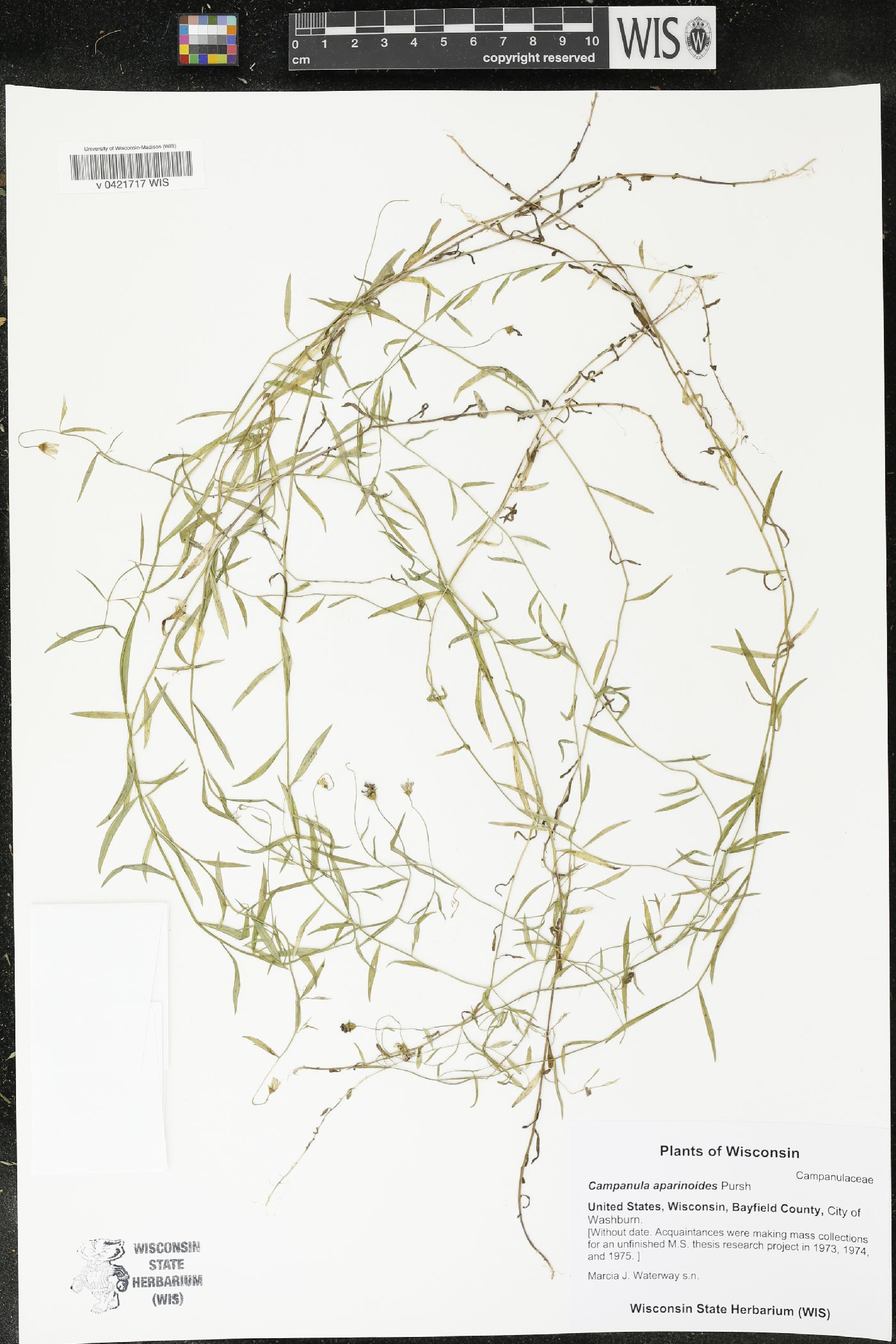 Campanula aparinoides image