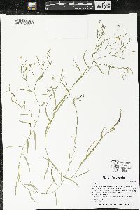Palustricodon aparinoides image