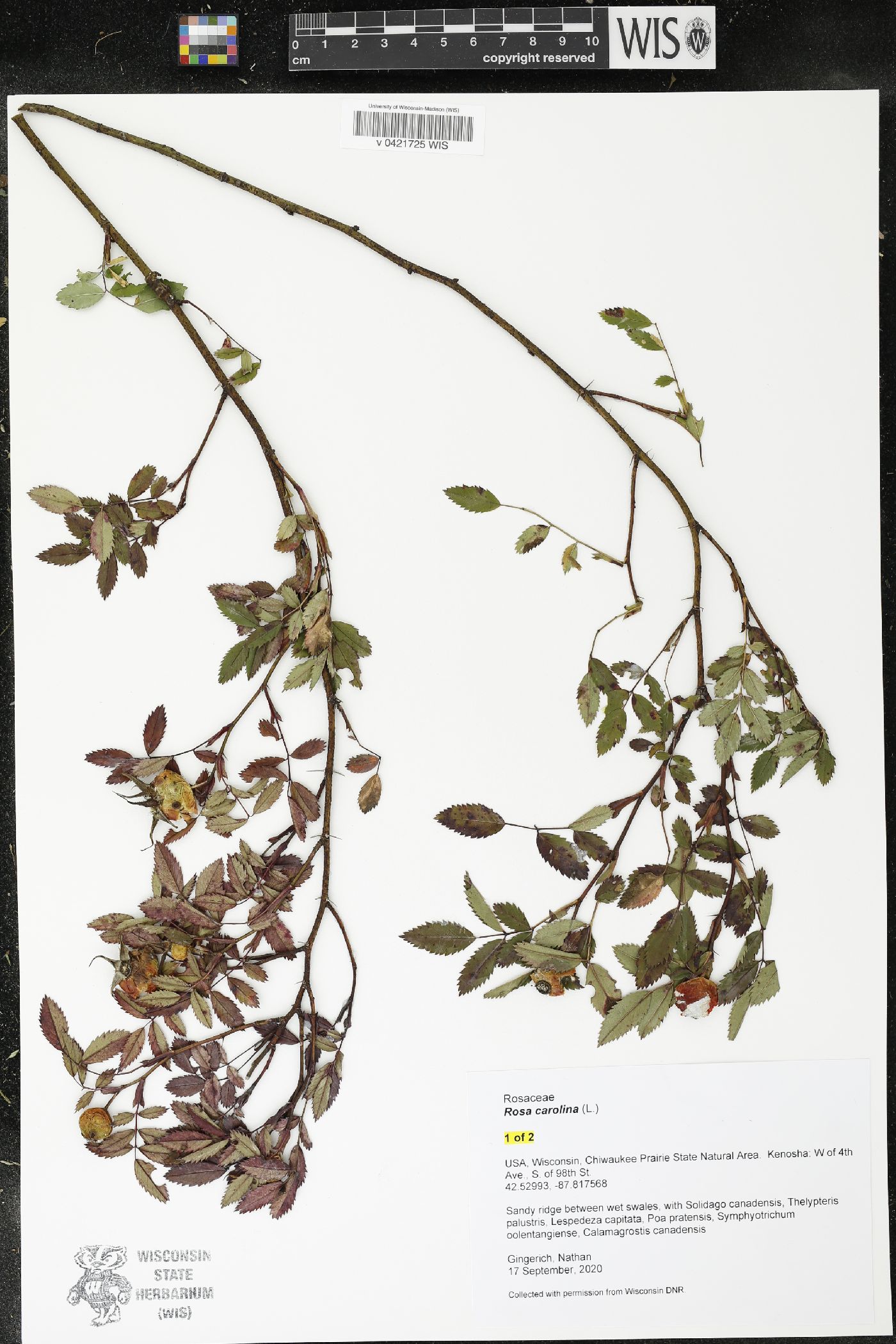 Rosa carolina image