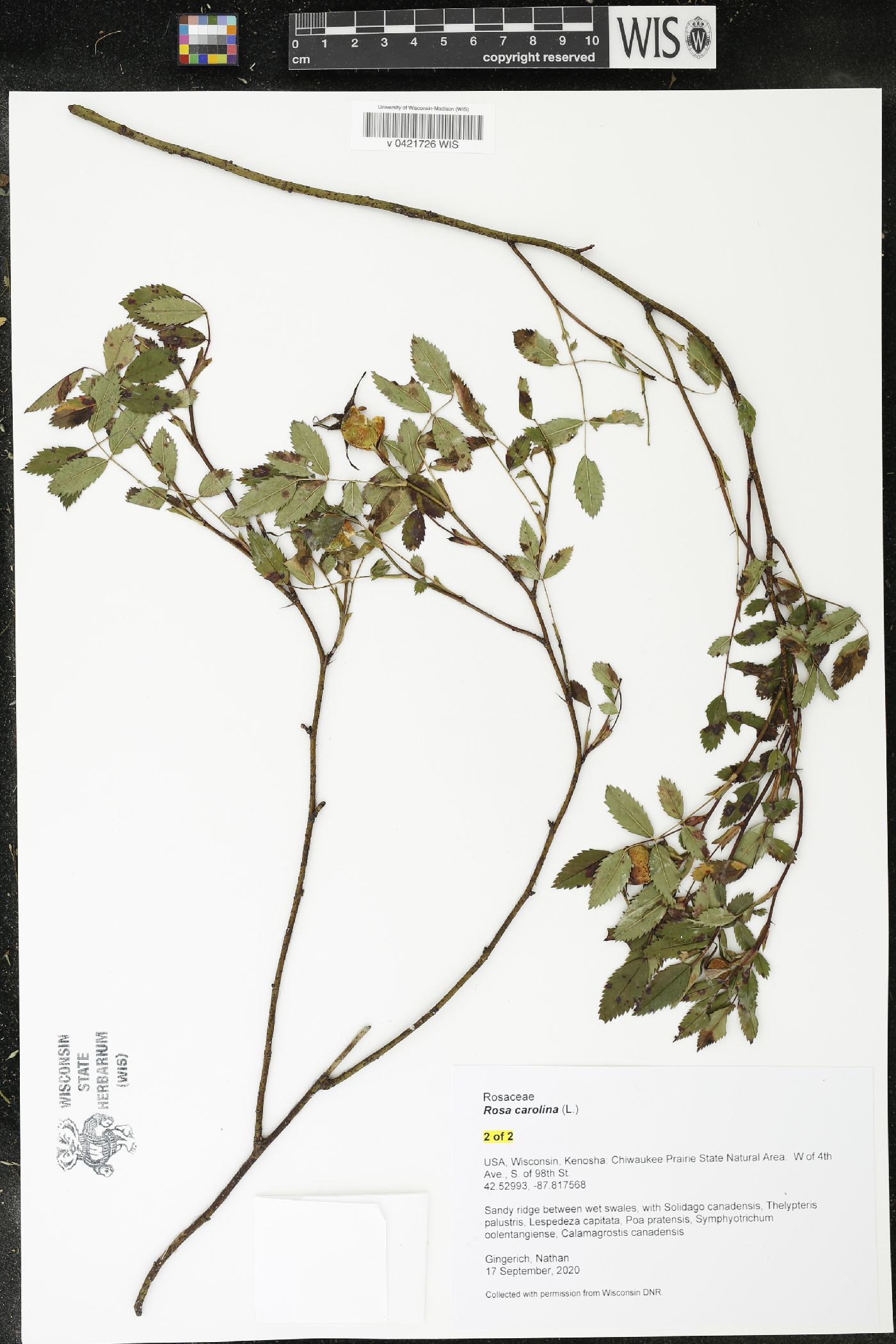Rosa carolina image