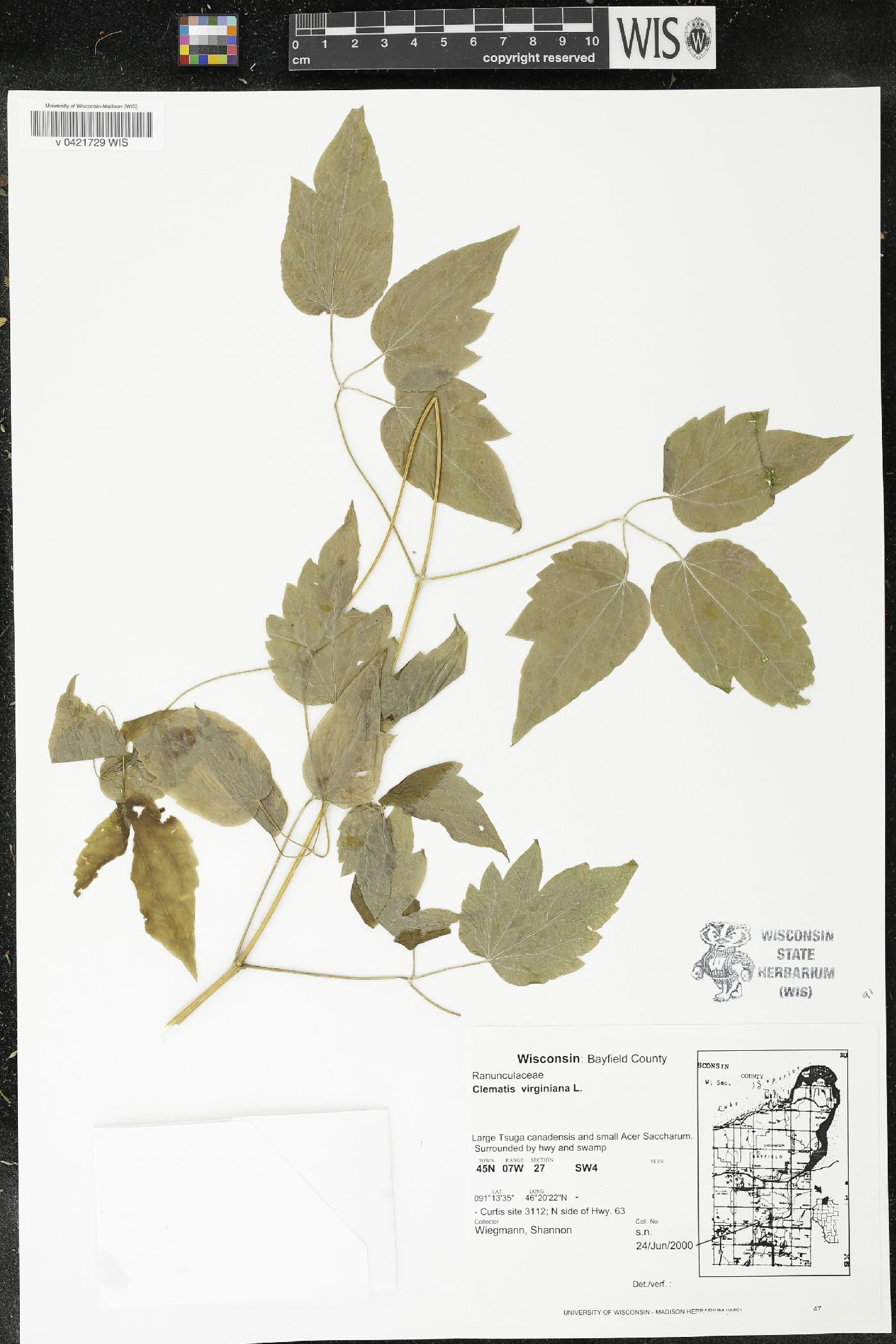 Clematis virginiana image