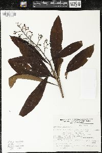 Parathesis villosa image