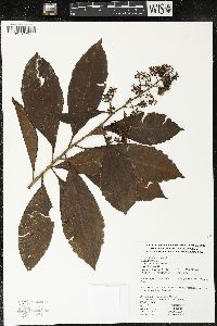Parathesis villosa image