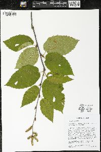 Betula alleghaniensis image