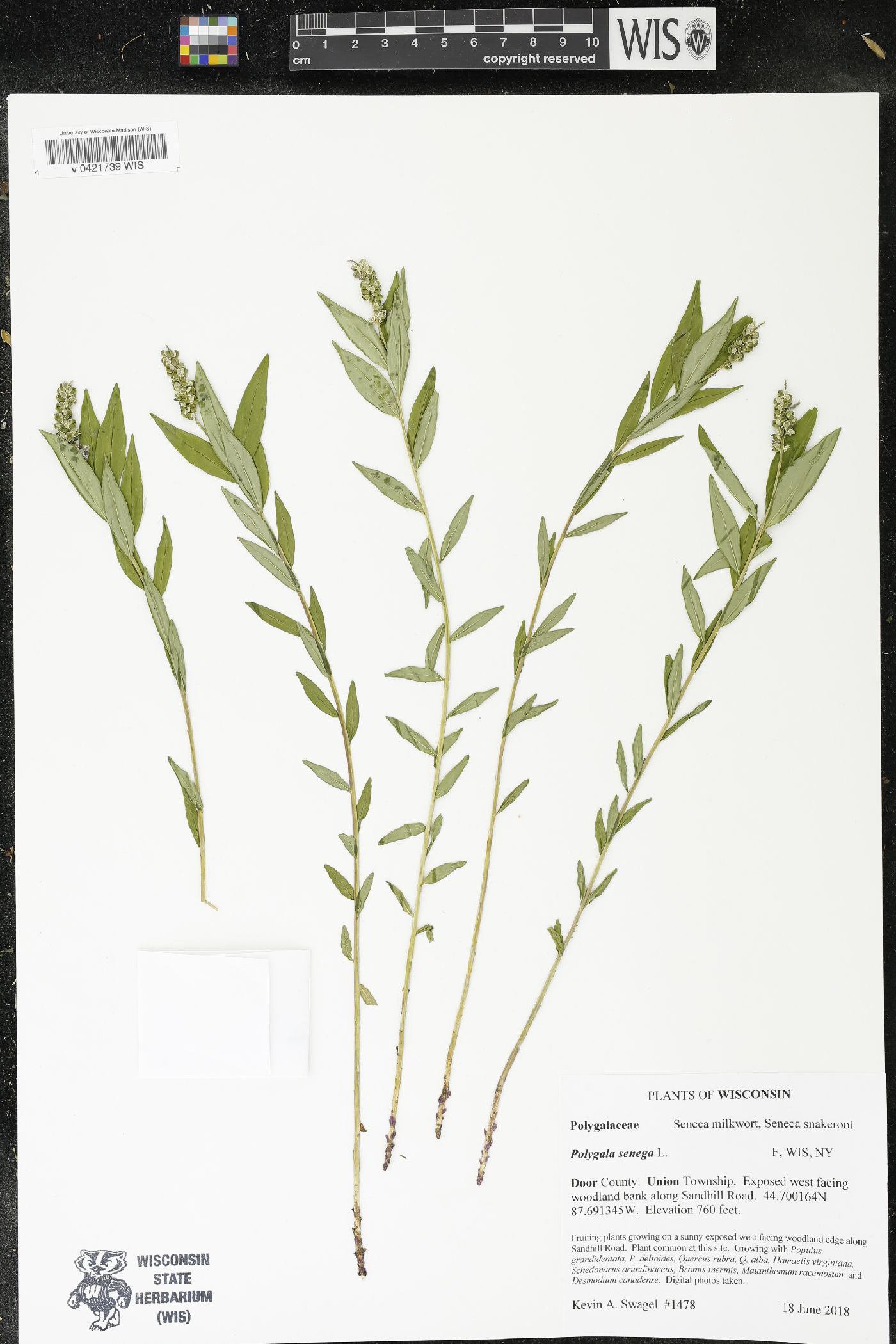 Polygala senega image