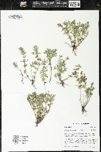 Clinopodium acinos image