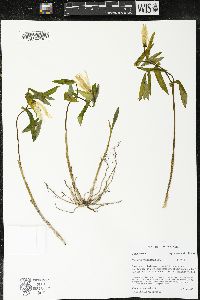 Uvularia grandiflora image