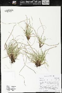 Carex tonsa image