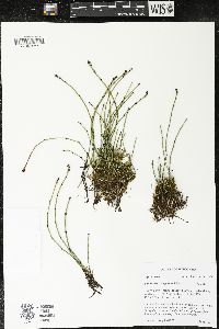 Equisetum variegatum image