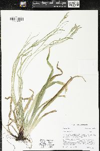 Carex arctata image