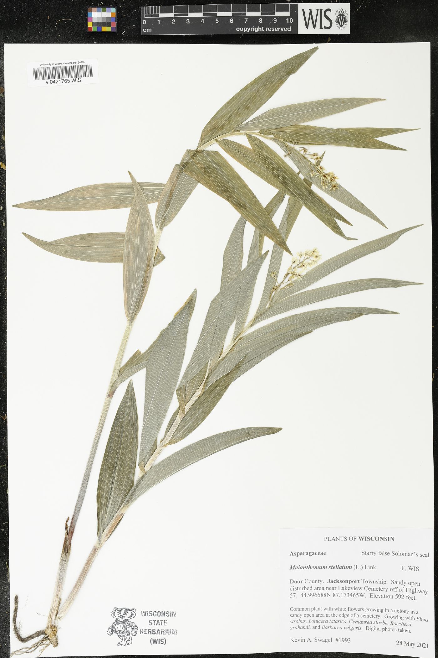 Maianthemum stellatum image